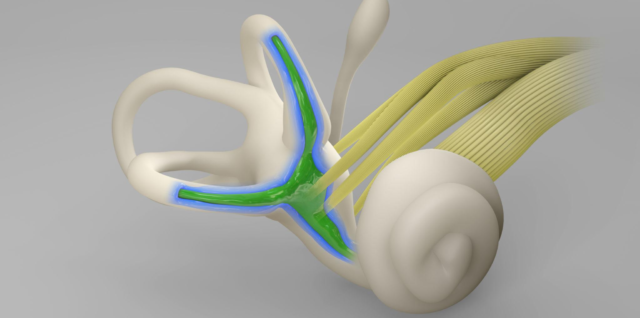 Image of a healthy ear